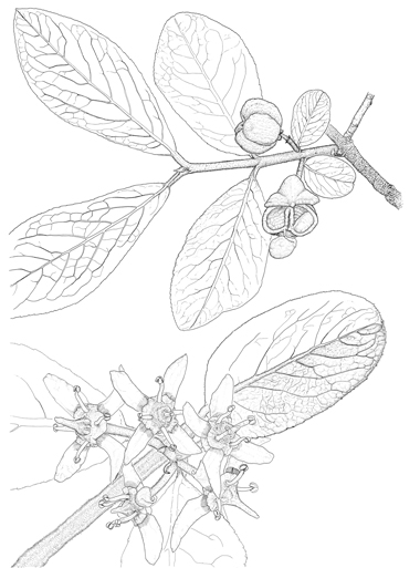 Euonymus velutinus